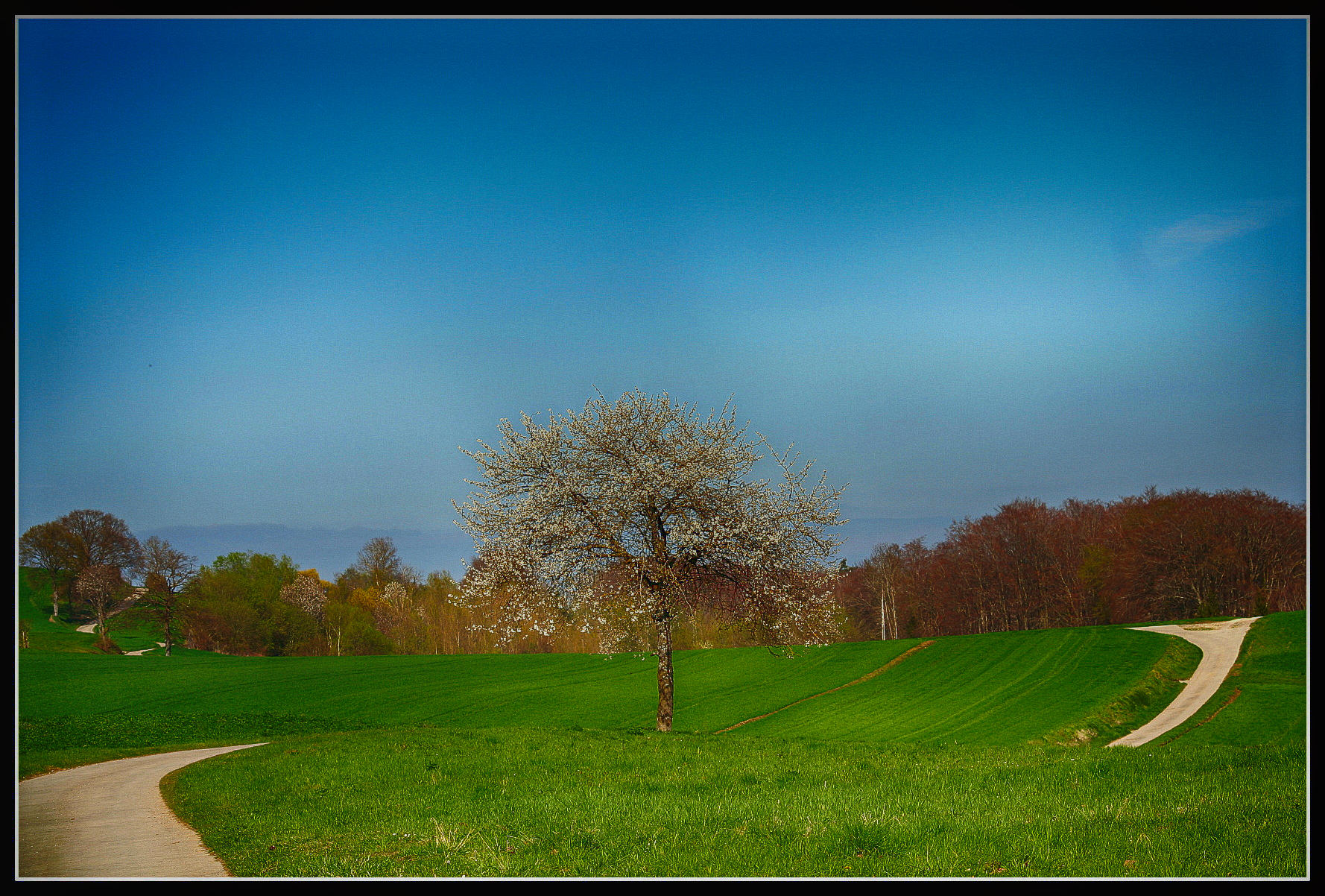 Cerisier au bord du chemin 